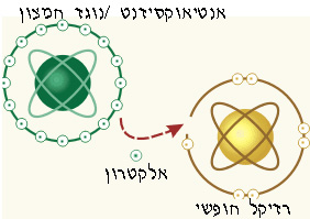 אנטיאוקסידנט נגדי חמצון